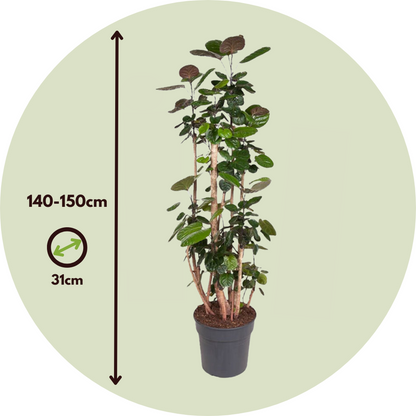 Arbre ombrelle - Polyscias 'Fabian' - Hauteur 140-150cm - ⌀31cm