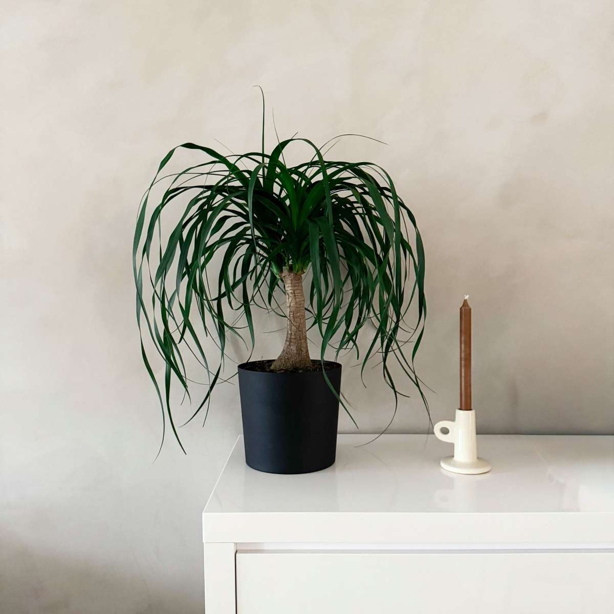 Pied d'éléphant - Beaucarnea 'recurvata' - Hauteur 60-70cm - ⌀21cm