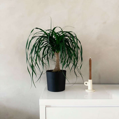 Pied d'éléphant - Beaucarnea 'recurvata' - Hauteur 60-70cm - ⌀21cm