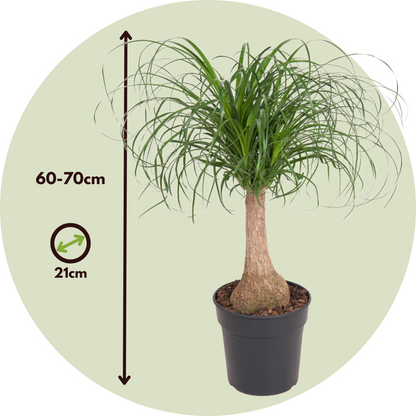 Ponytail Palm - Beaucarnea 'recurvata' - Height 60-70cm - ⌀21cm