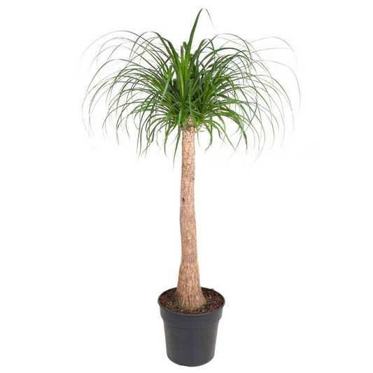 Ponytail Palm - Beaucarnea 'recurvata' - Height 120-130cm - ⌀32cm