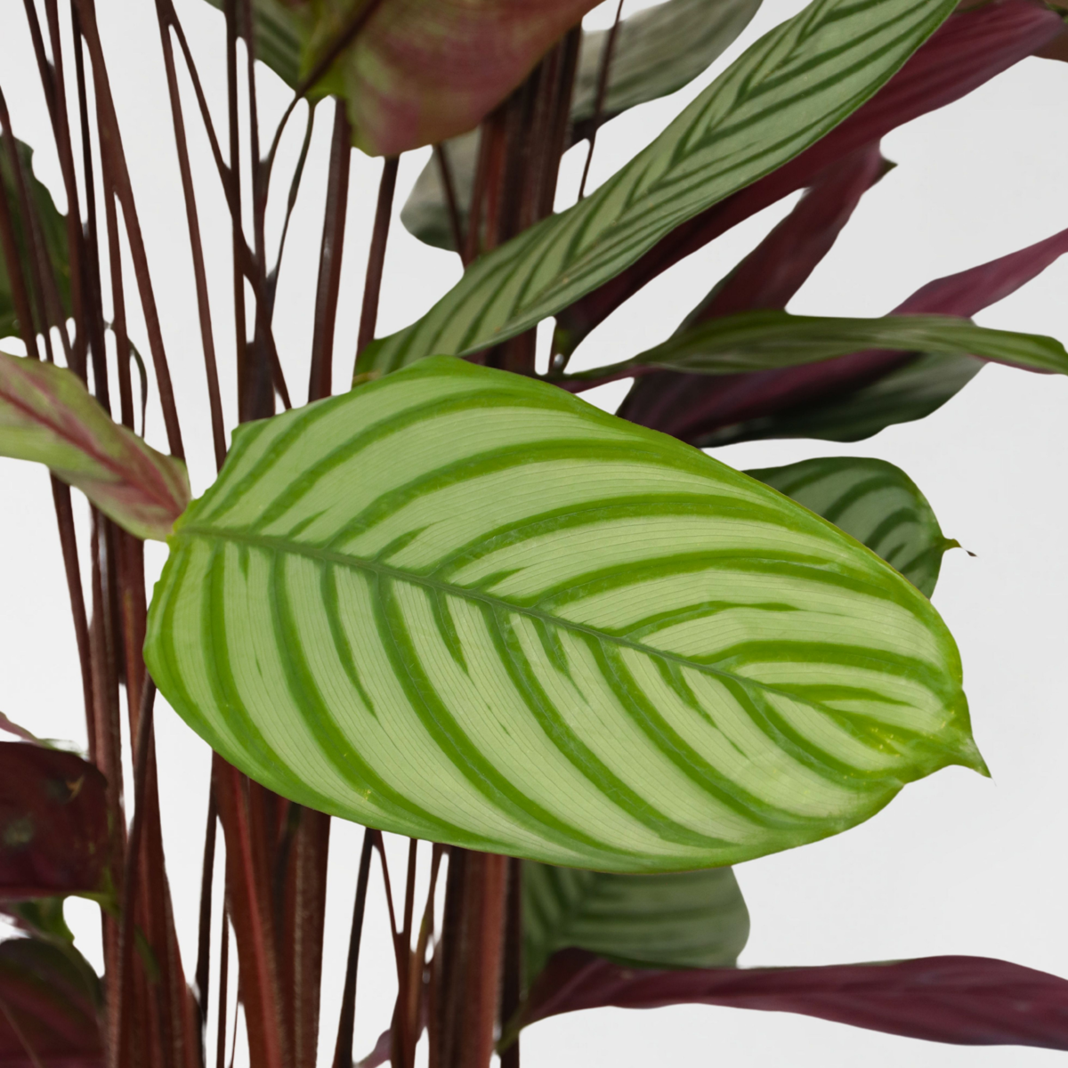 Calathée de Oppenheim - Calathea 'Oppenheimiana' - Hauteur 120-130cm - ⌀27cm