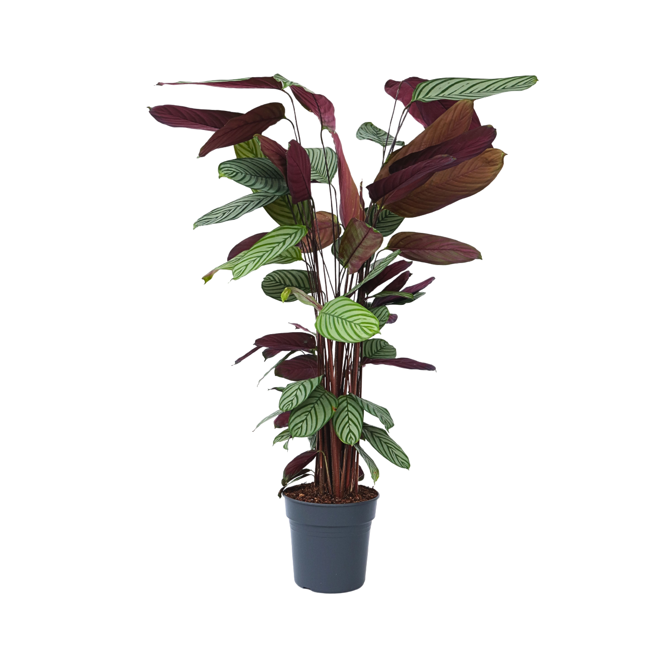 Calathée de Oppenheim - Calathea 'Oppenheimiana' - Hauteur 120-130cm - ⌀27cm