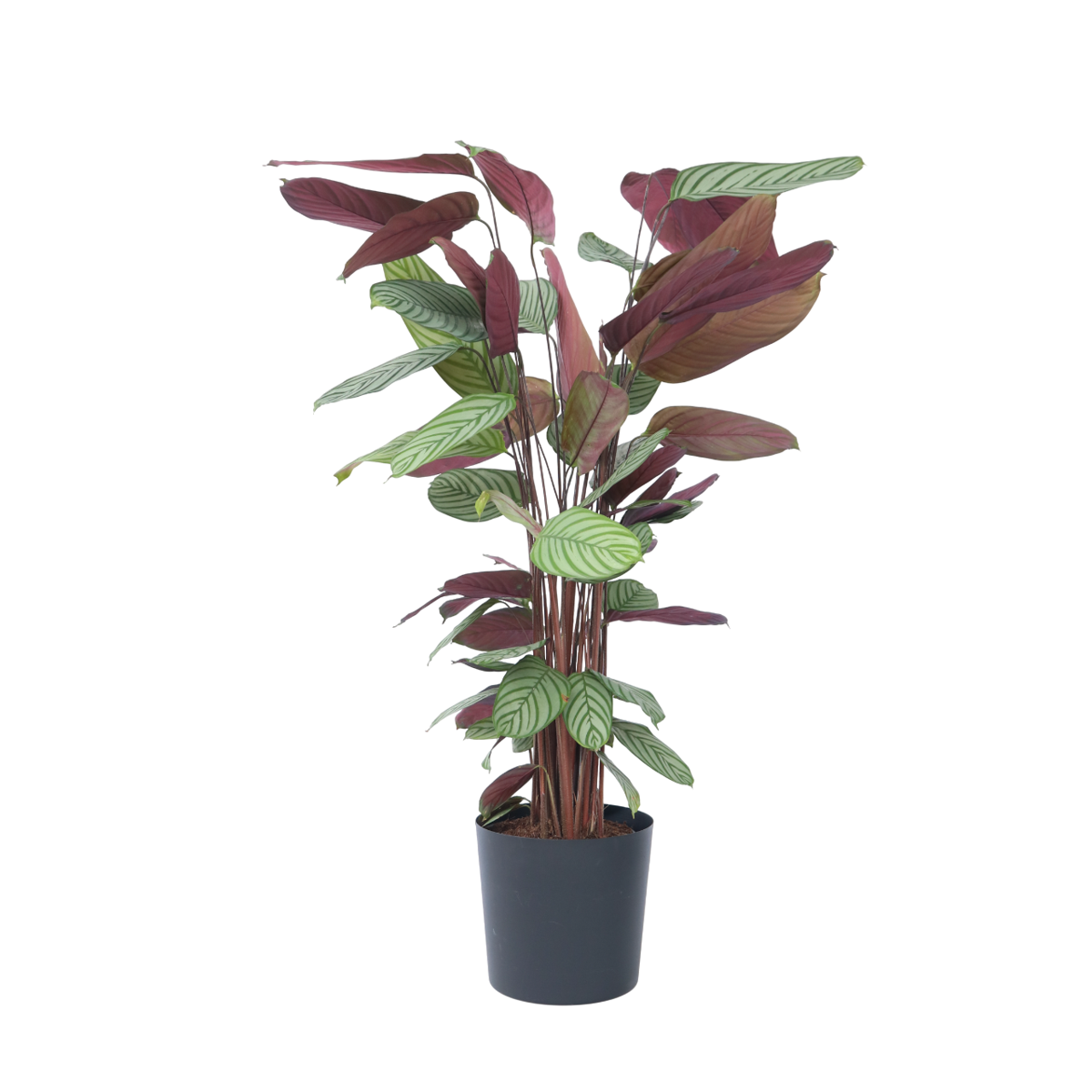 Calathée de Oppenheim - Calathea 'Oppenheimiana' - Hauteur 120-130cm - ⌀27cm