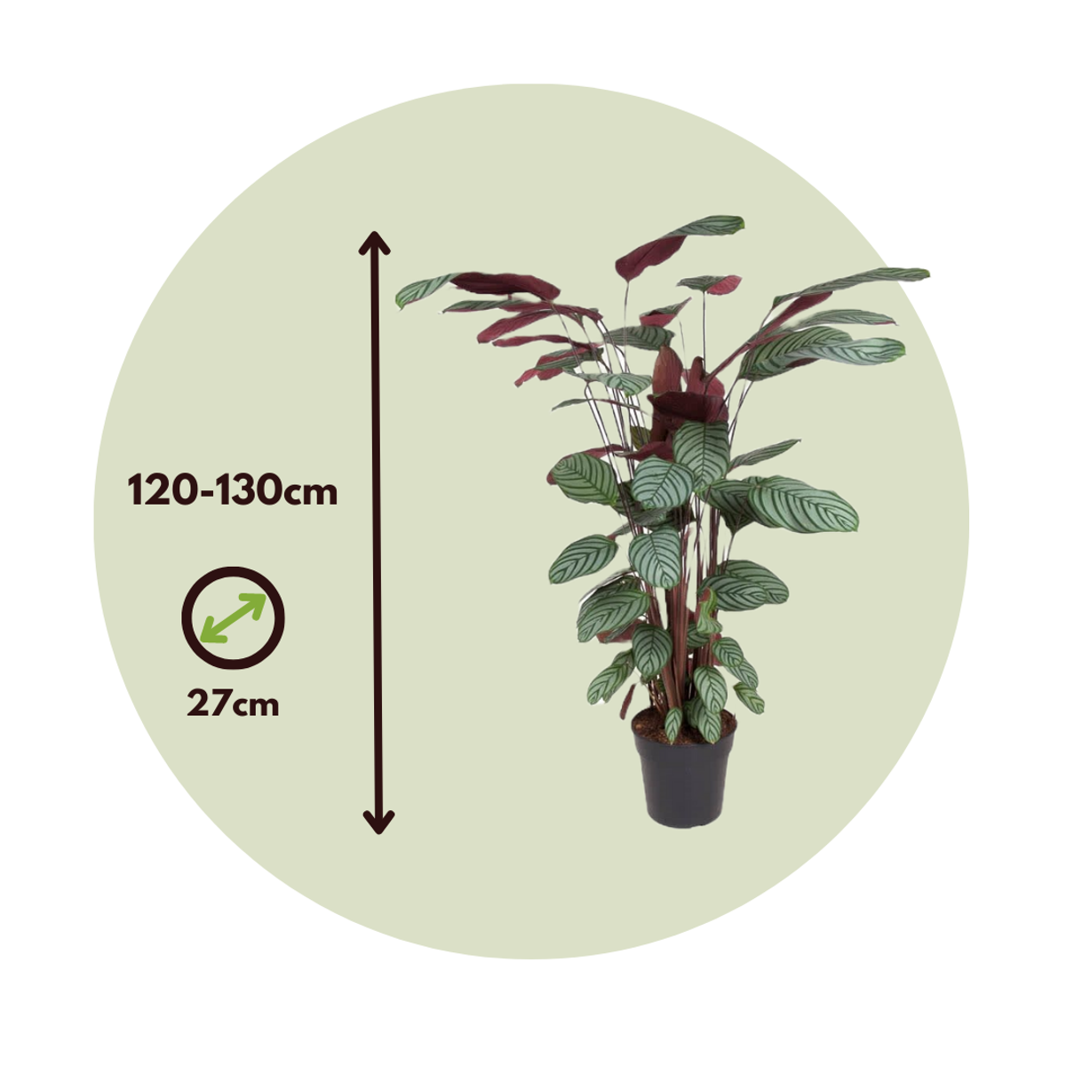Calathée de Oppenheim - Calathea 'Oppenheimiana' - Hauteur 120-130cm - ⌀27cm