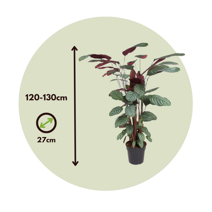 Calathée de Oppenheim - Calathea 'Oppenheimiana' - Hauteur 120-130cm - ⌀27cm