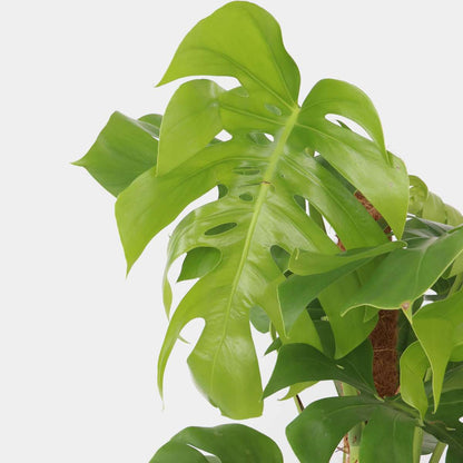 Plante à trous - Monstera deliciosa - Hauteur 120-130cm - ⌀24cm