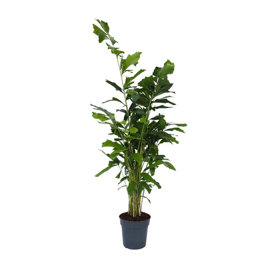 Fishtail Palm - Caryota mitis - Height 120-130cm - ⌀27cm