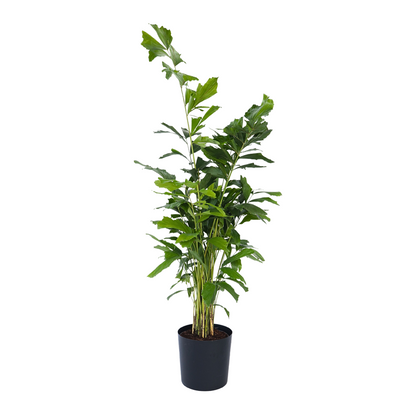 Palmier fishtail - Caryota mitis - Hauteur 120-130cm - ⌀27cm