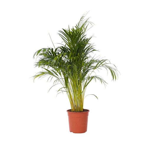 Areca palm 'Golden Cane' - Dypsis lutescens - Height 140-150cm - ⌀27cm