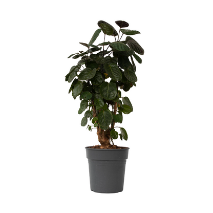 Arbre ombrelle - Polyscias 'Fabian' - Hauteur 80-85cm - ⌀21cm
