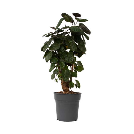 Aralia - Polyscias 'Fabian' - Height 80-85cm - ⌀21cm