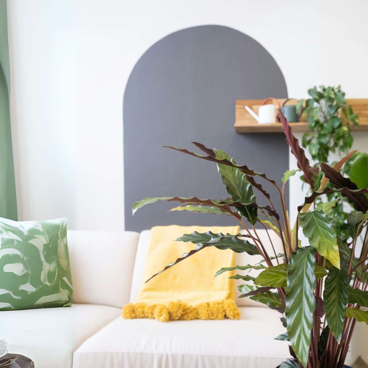 Calathée - Calathea 'Wavestar' - Hauteur 90cm - ⌀27cm