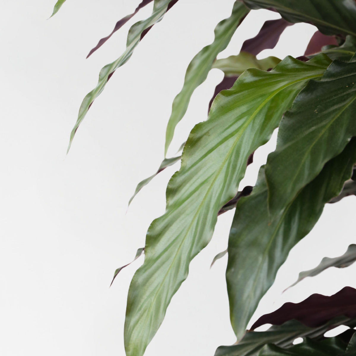 Calathée - Calathea 'Wavestar' - Hauteur 90cm - ⌀27cm