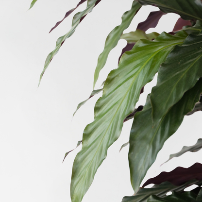 Calathée - Calathea 'Wavestar' - Hauteur 90cm - ⌀27cm