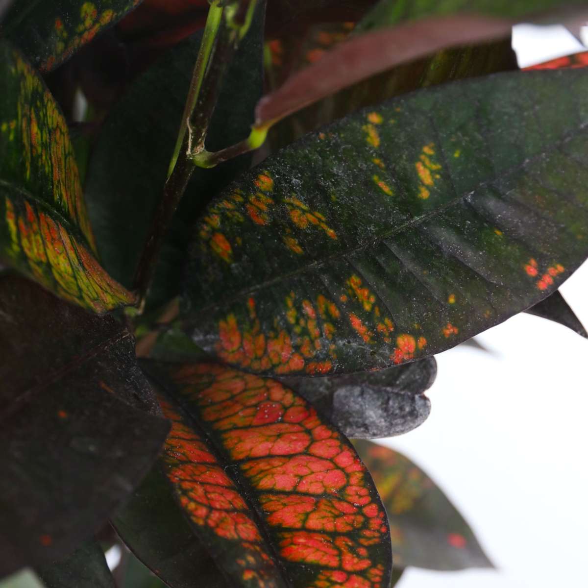 Croton - Codiaeum variegatum 'Mrs. Iceton' - Hauteur 60-70cm - ⌀19cm