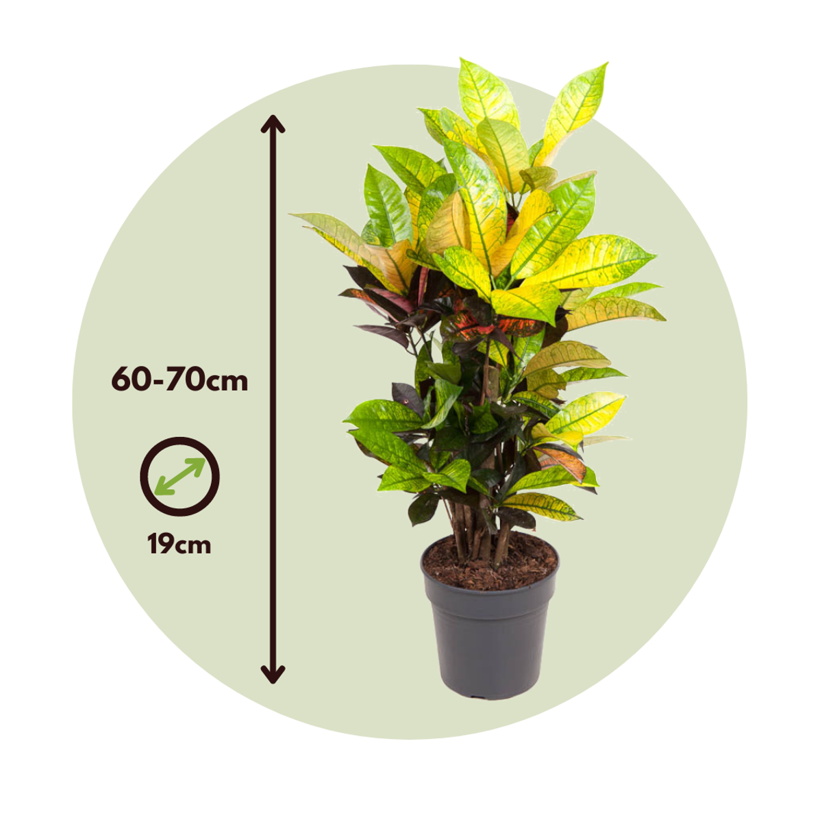 Croton - Codiaeum variegatum 'Mrs. Iceton' - Hauteur 60-70cm - ⌀19cm