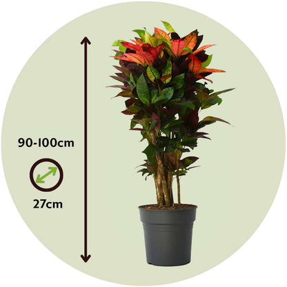 Croton - Codiaeum variegatum 'Mrs. Iceton' - Hauteur 90-100cm - Pot 27cm