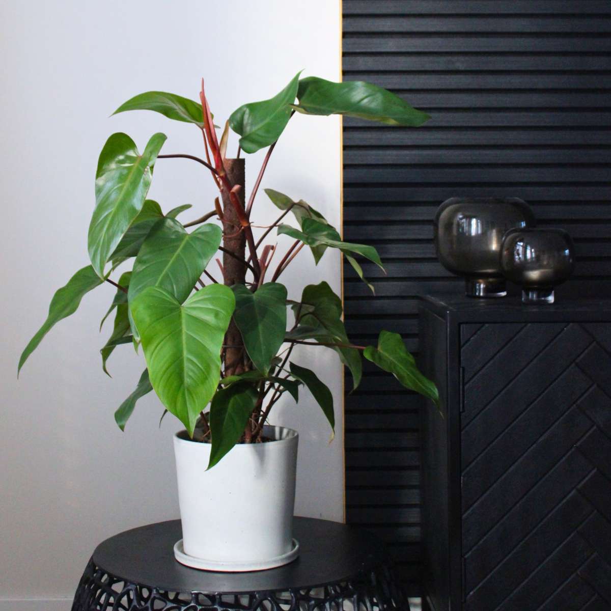 Sweetheart Plant - Philodendron 'Imperial Red' - Height 50cm - ⌀19cm