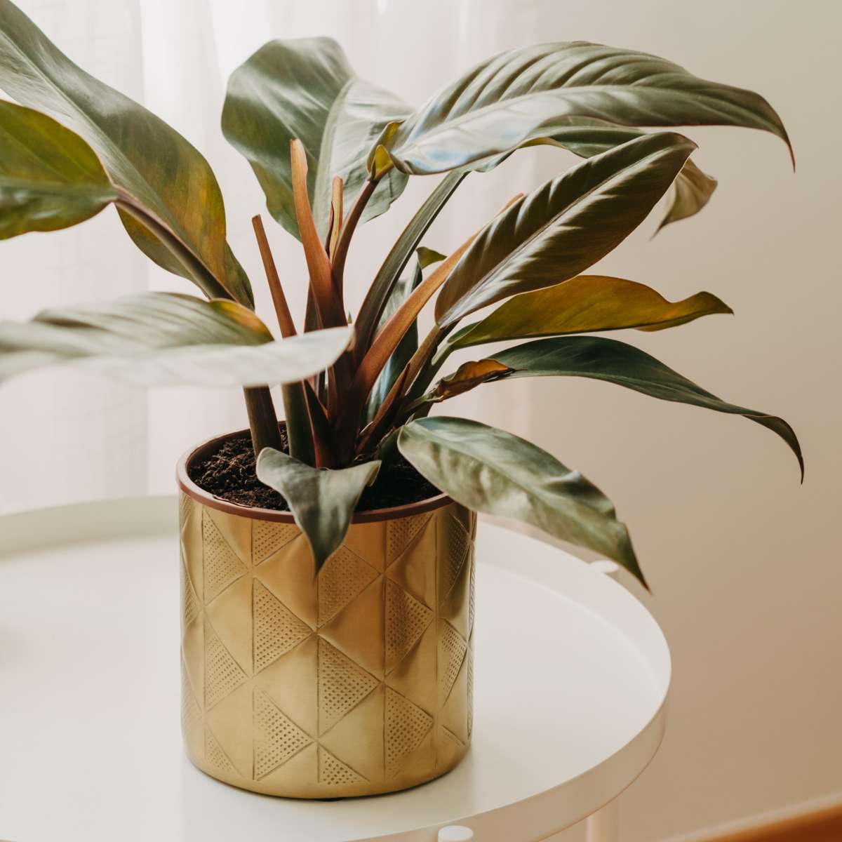 Sweetheart Plant - Philodendron 'Imperial Red' - Height 50cm - ⌀19cm