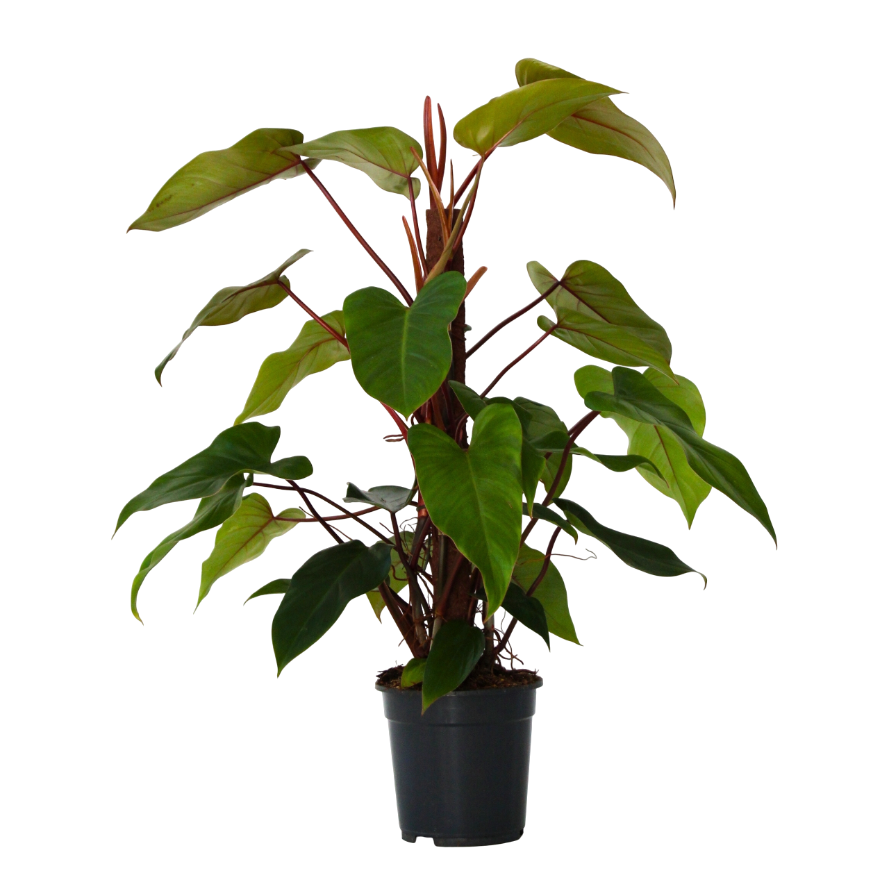 Sweetheart Plant - Philodendron 'Imperial Red' - Height 50cm - ⌀19cm