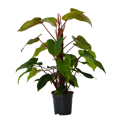 Sweetheart Plant - Philodendron 'Imperial Red' - Height 50cm - ⌀19cm