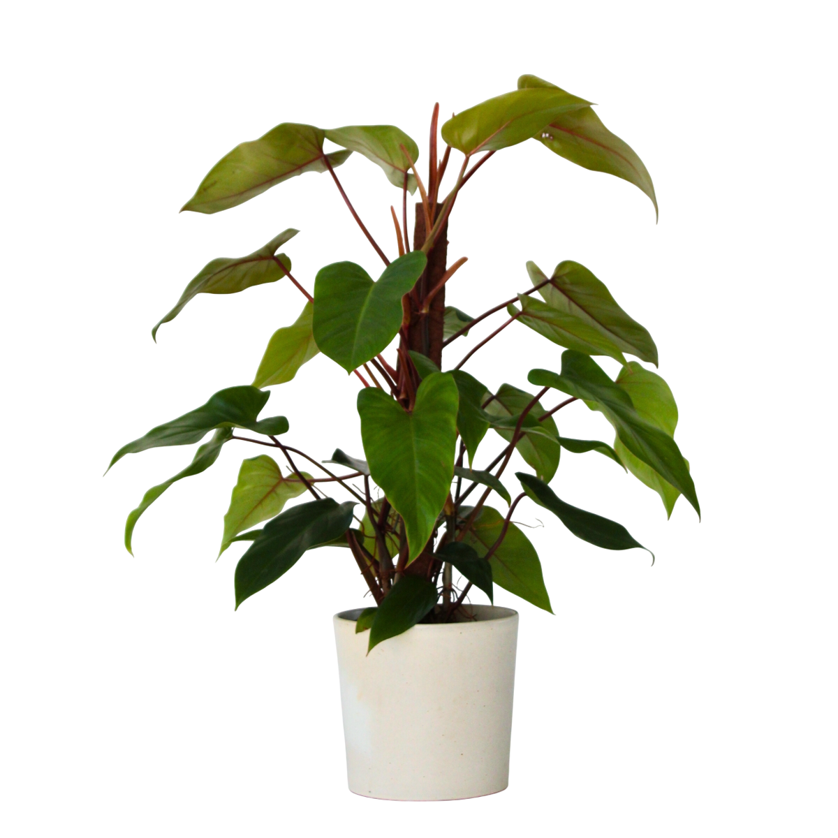 Sweetheart Plant - Philodendron 'Imperial Red' - Height 50cm - ⌀19cm
