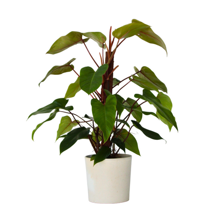 Sweetheart Plant - Philodendron 'Imperial Red' - Height 50cm - ⌀19cm