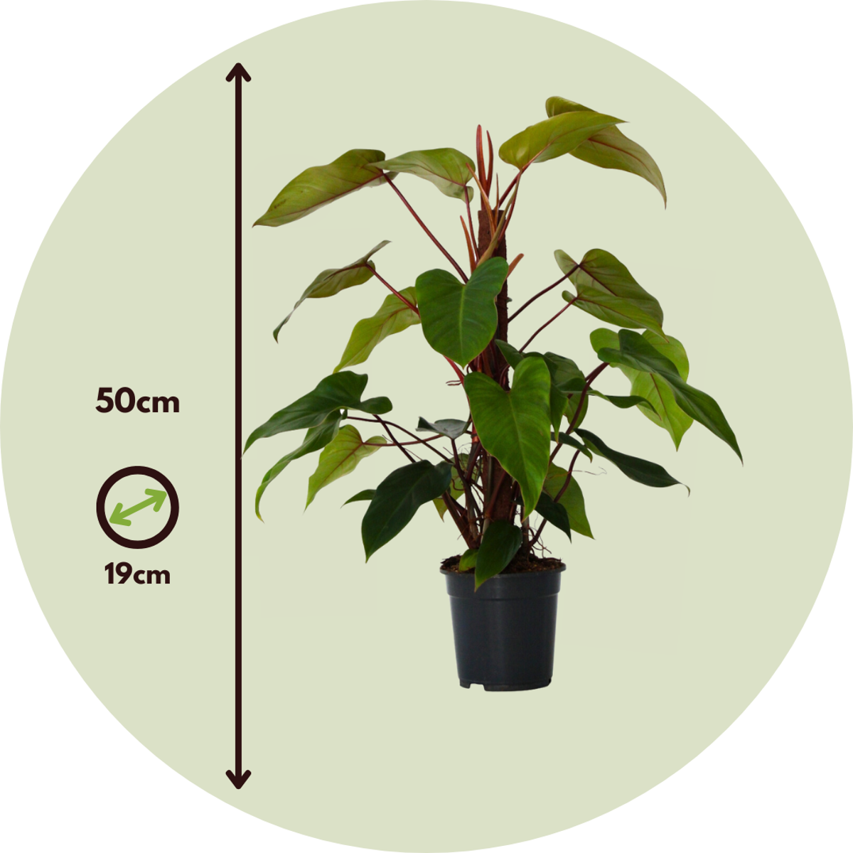 Sweetheart Plant - Philodendron 'Imperial Red' - Height 50cm - ⌀19cm