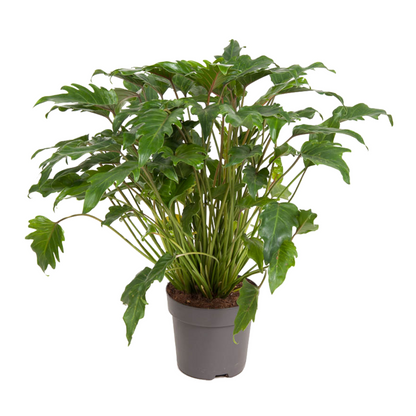 Plante verte - Philodendron 'Xanadu' - Hauteur 50-60cm - ⌀21cm - TD Plantz