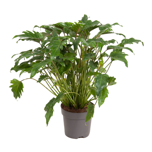 Plante verte - Philodendron 'Xanadu' - Hauteur 50-60cm - ⌀21cm - TD Plantz