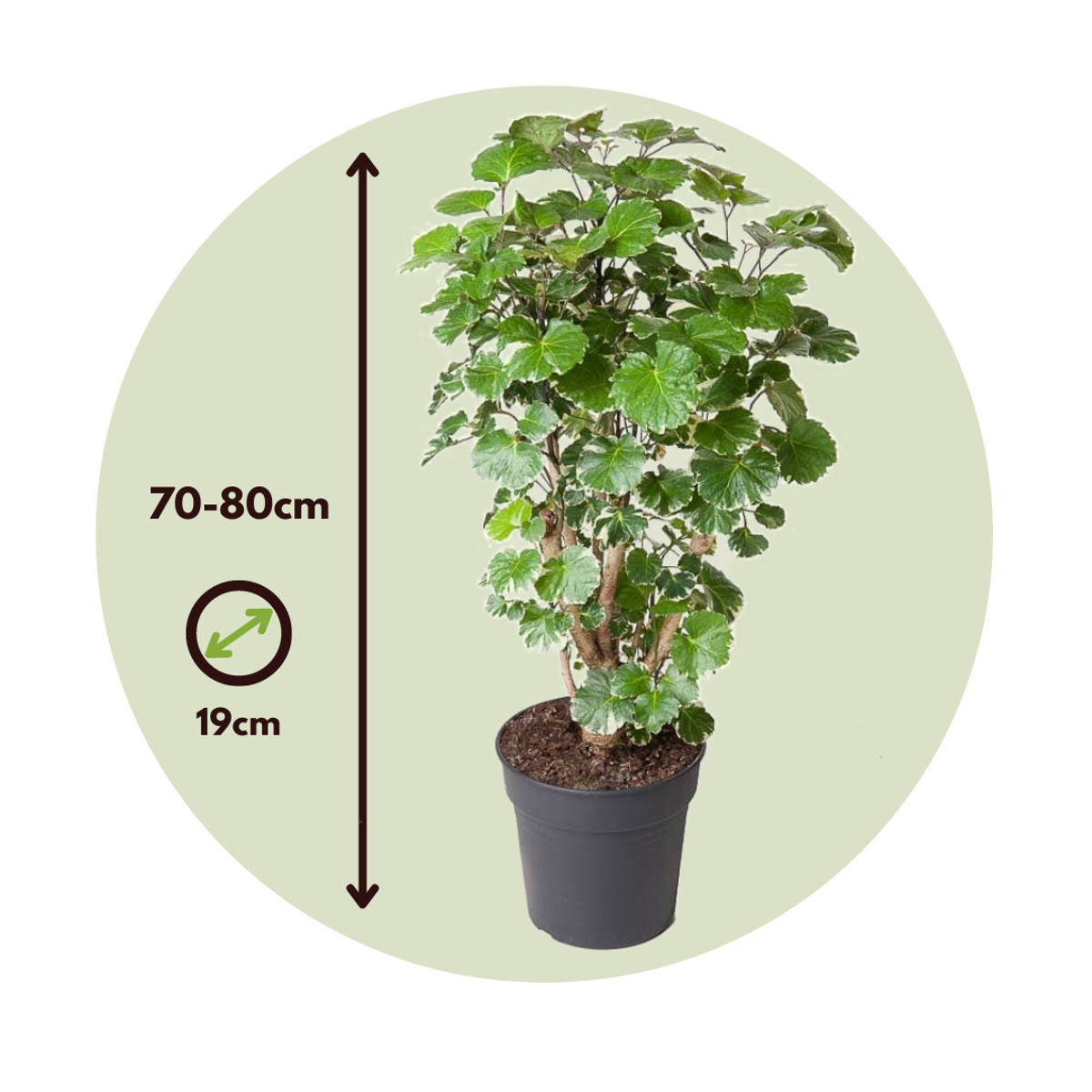 Arbre ombrelle - Polyscias 'Balfouriana' - Hauteur 70-80cm - ⌀19cm