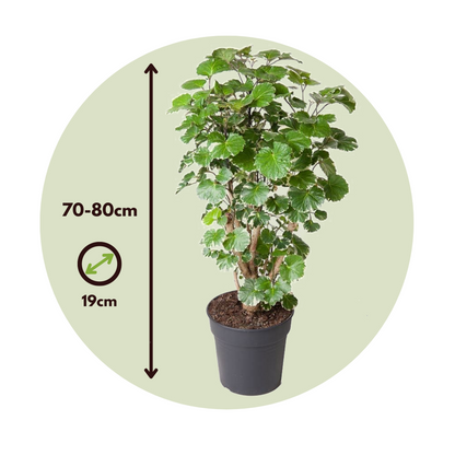 Arbre ombrelle - Polyscias 'Balfouriana' - Hauteur 70-80cm - ⌀19cm
