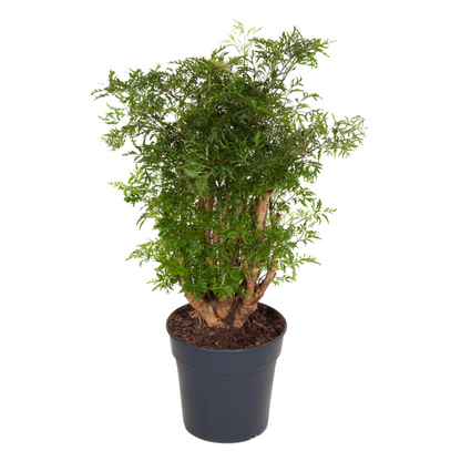 Arbre ombrelle - Polyscias fruticosa - Hauteur 70-80cm - ⌀21cm