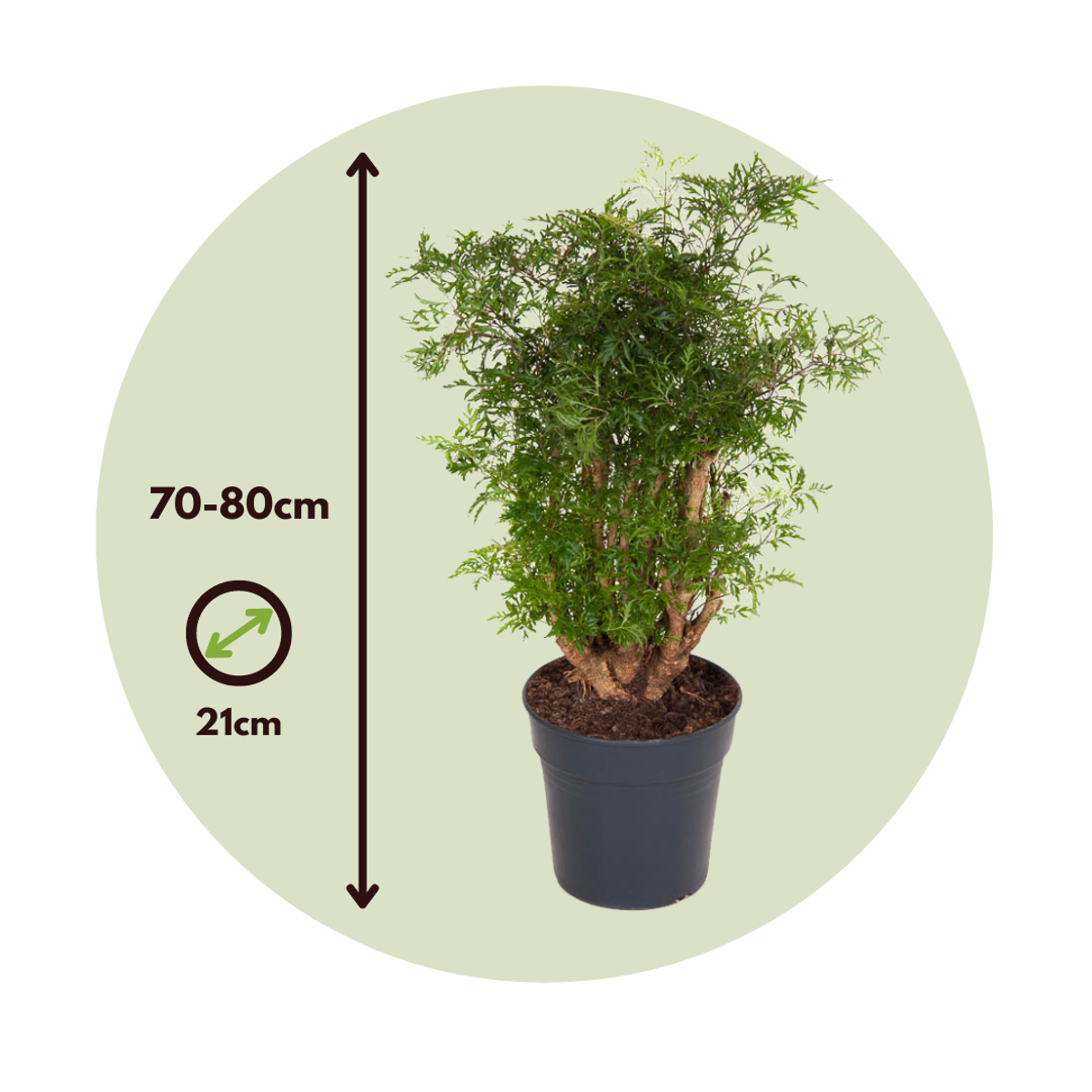 Arbre ombrelle - Polyscias fruticosa - Hauteur 70-80cm - ⌀21cm