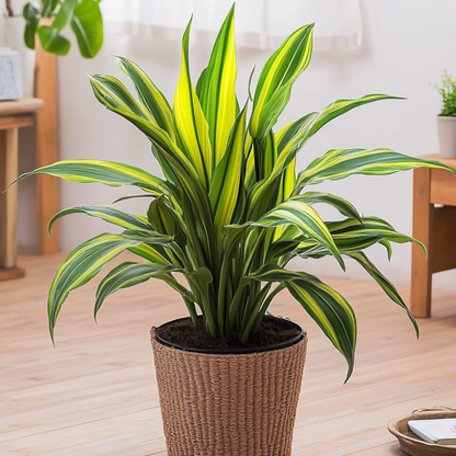 Corn plant - Dracaena fragrans 'Charley' - Height 100-110cm - ⌀24cm