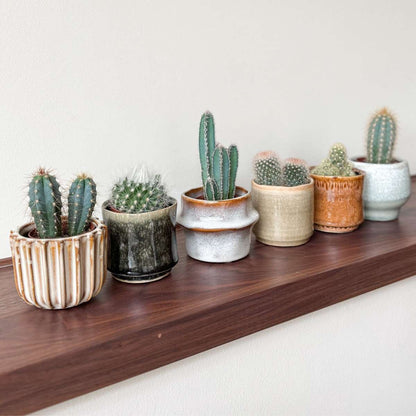 Mélange de mini cactus - Set de 60 - Cactus - Hauteur 5-10cm - ⌀5,5cm