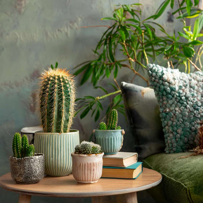 Small cacti - 6 pcs. - Cactus - Height 5-10cm - ⌀5,5cm