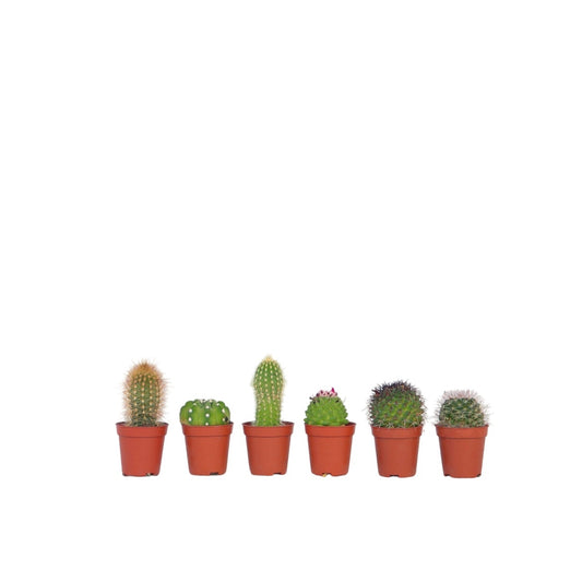 Small cacti - 6 pcs. - Cactus - Height 5-10cm - ⌀5,5cm
