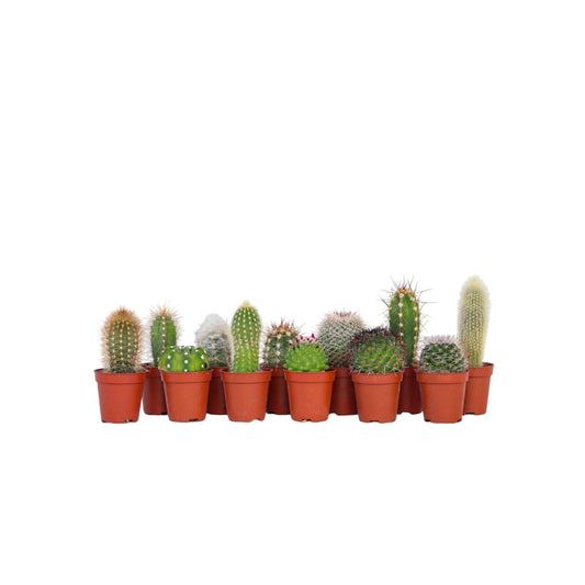 Small cacti - 12 pcs. - Cactus - Height 5-10cm - ⌀5,5cm