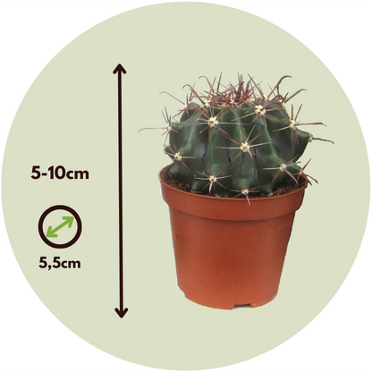 Small cacti - 6 pcs. - Cactus - Height 5-10cm - ⌀5,5cm