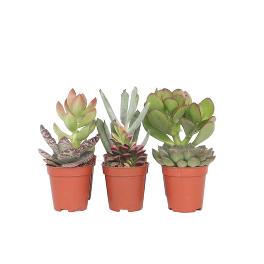 Small succulents - 6 pcs. - Succulent Mix - Height 5-10cm - ⌀5,5cm