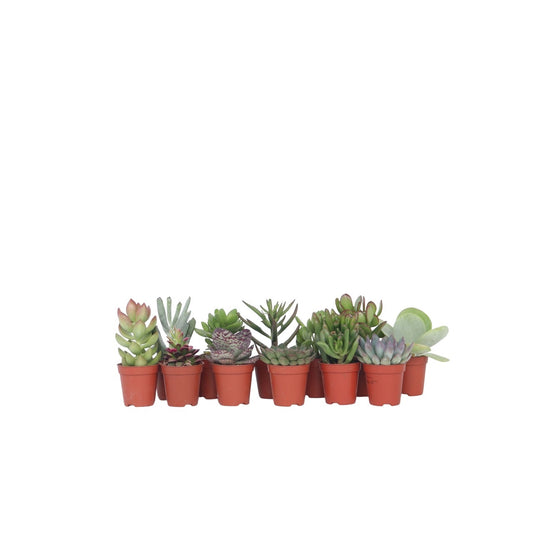 Small succulents - 12 pcs. - Succulent Mix - Height 5-10cm - ⌀5,5cm