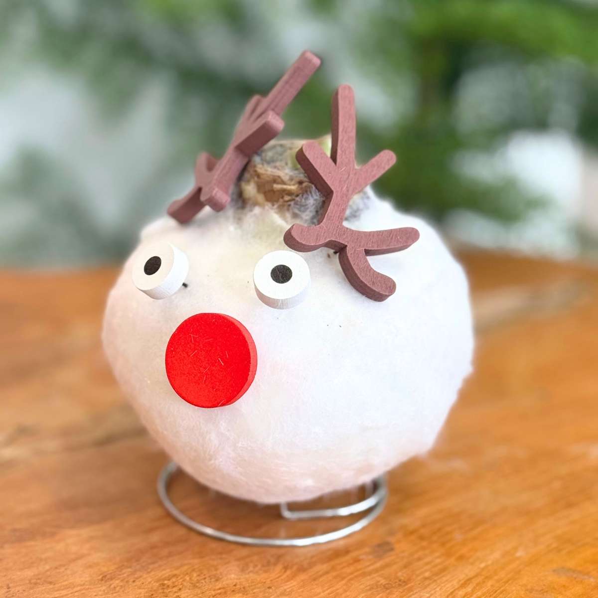 Amaryllis - Hippeastrum 'Spécial Cire Renne'