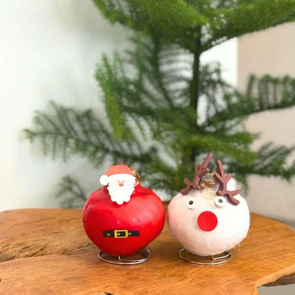 Amaryllis - Hippeastrum 'Spécial Cire Renne'