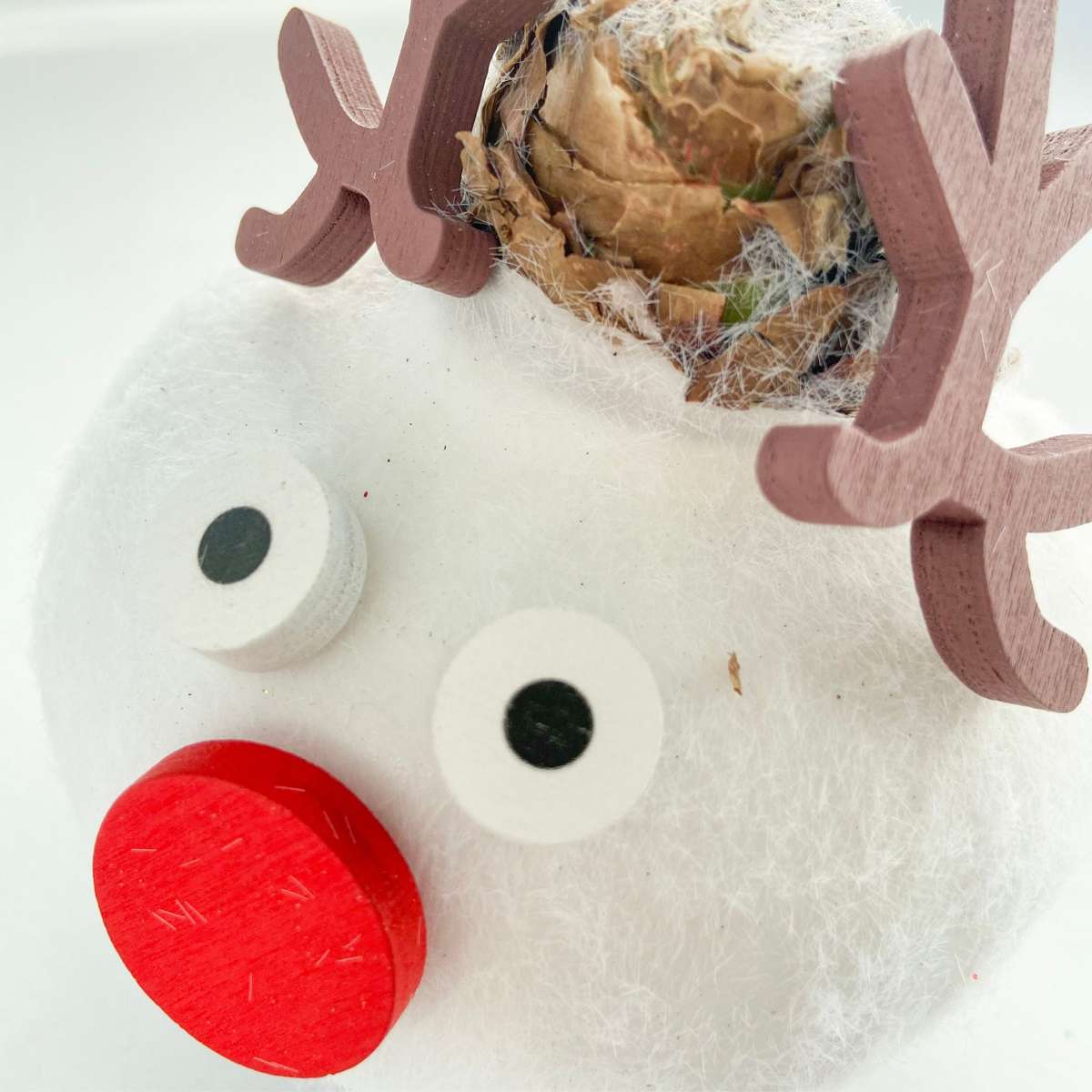 Amaryllis - Hippeastrum 'Spécial Cire Renne'