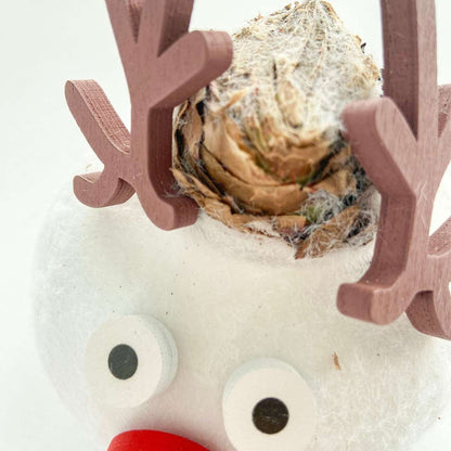 Amaryllis - Hippeastrum 'Spécial Cire Renne'