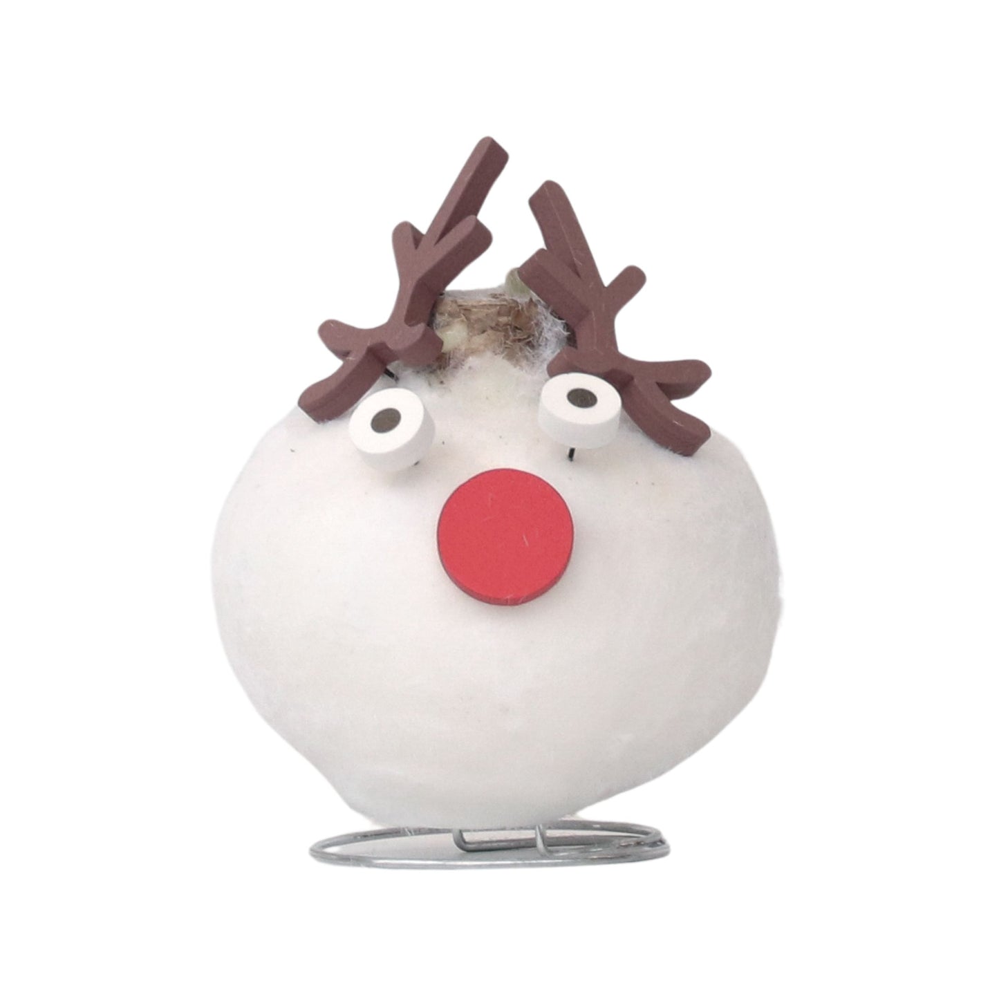 Amaryllis - Hippeastrum 'Spécial Cire Renne'