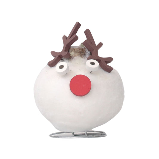 Amaryllis - Hippeastrum 'Spécial Cire Renne'