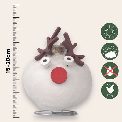 Amaryllis - Hippeastrum 'Spécial Cire Renne'